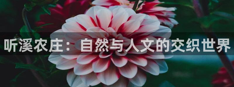 九游会官网入口