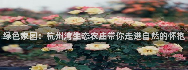 九游会9u