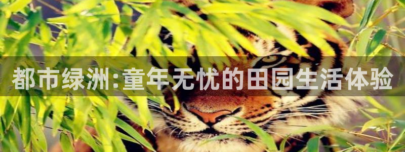 九游光遇会