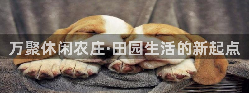 搜索 九游会