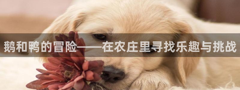 九游会网页游戏