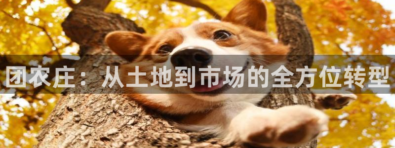 九游会游平台官网